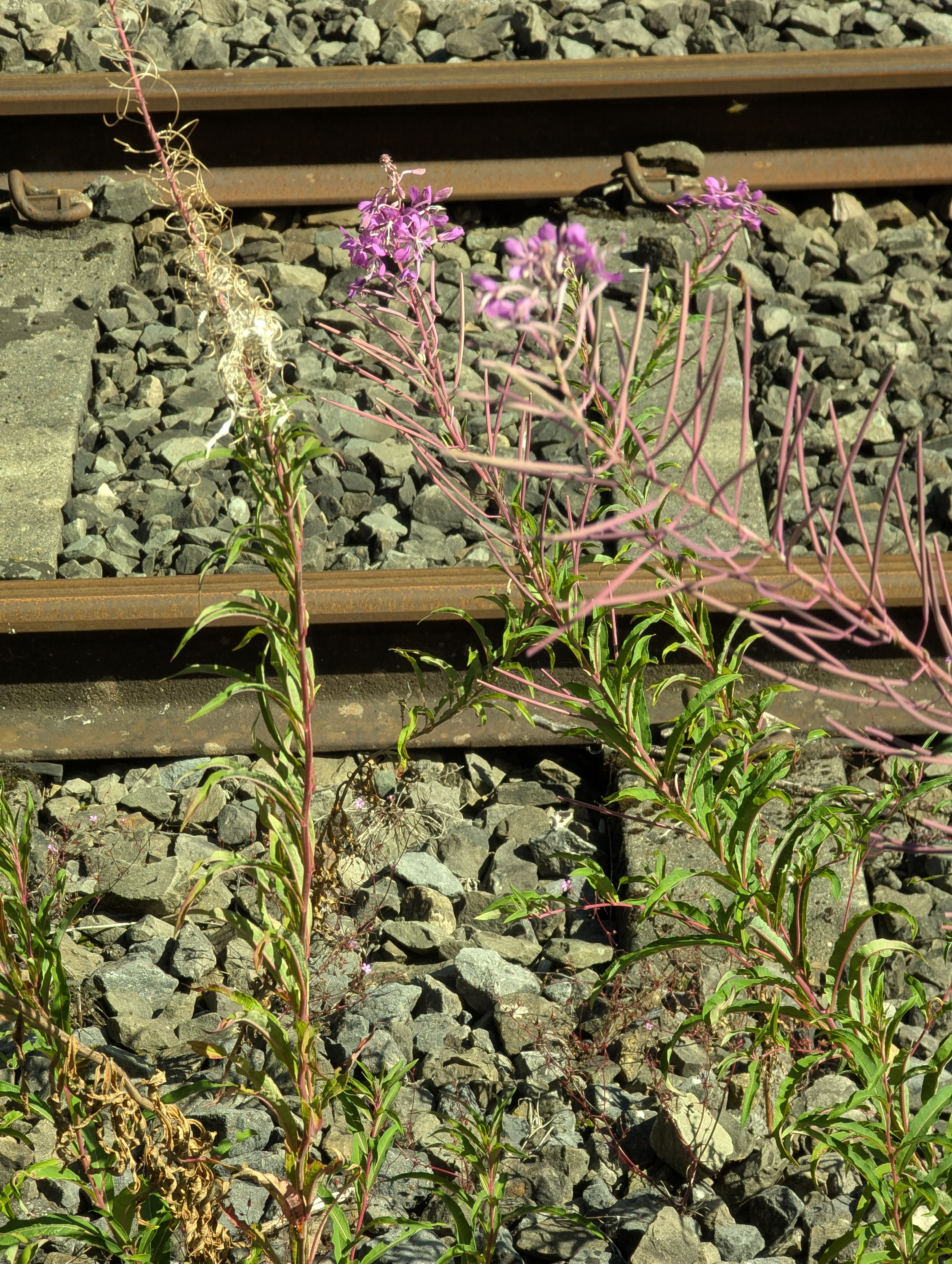 train, Koln, Germany, Belgium